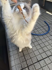 ベランダで猫と戯れている様子を撮影した写真